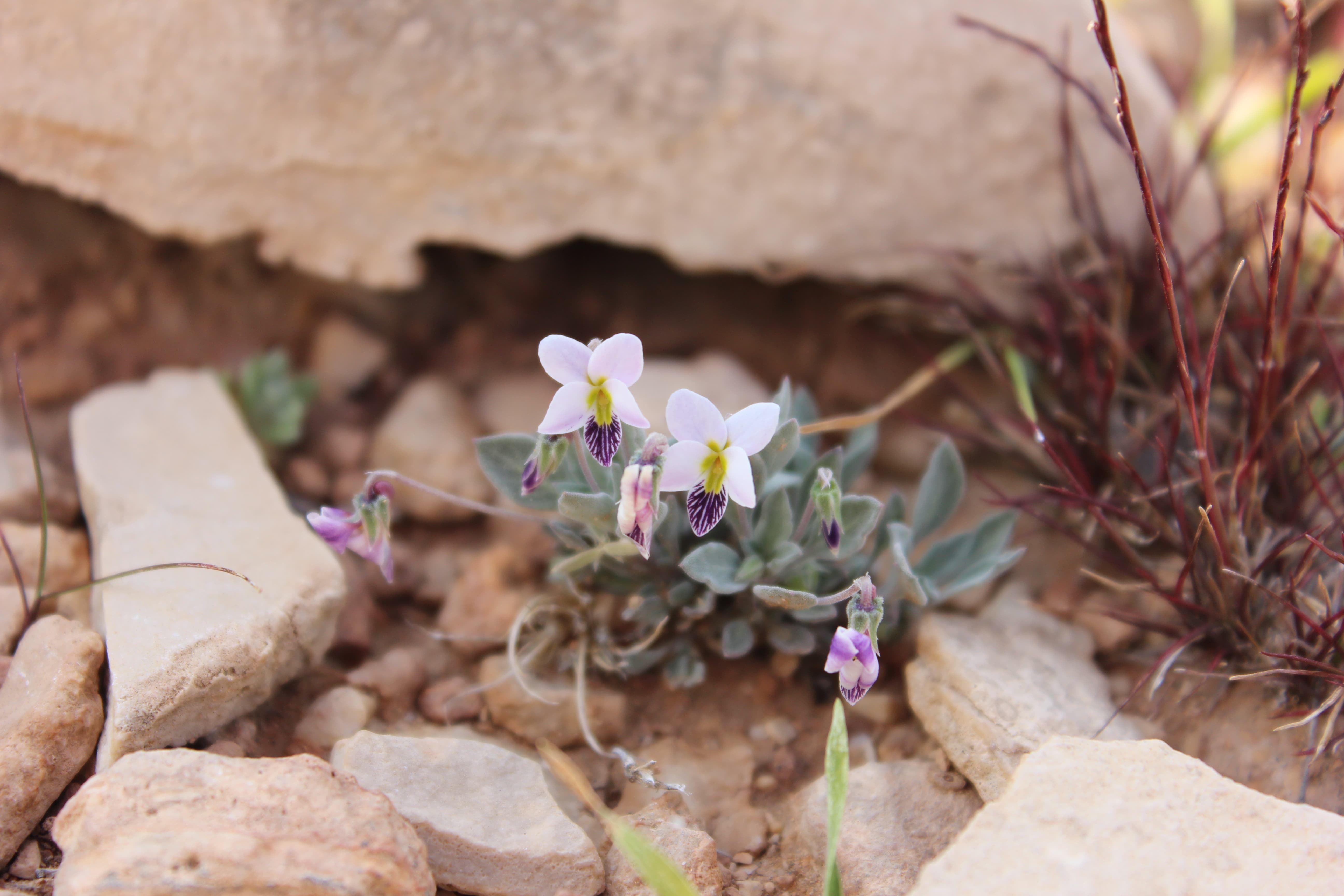 Plant Image